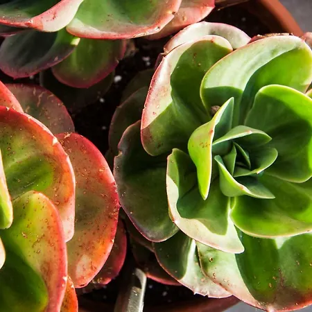 Apartamento Bairro Alegre, Casa Do *