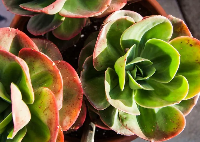 Apartment Bairro Alegre, Casa Do *